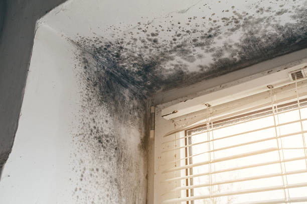 Affordable Mold Cleanup solutions in Jamestown, CO